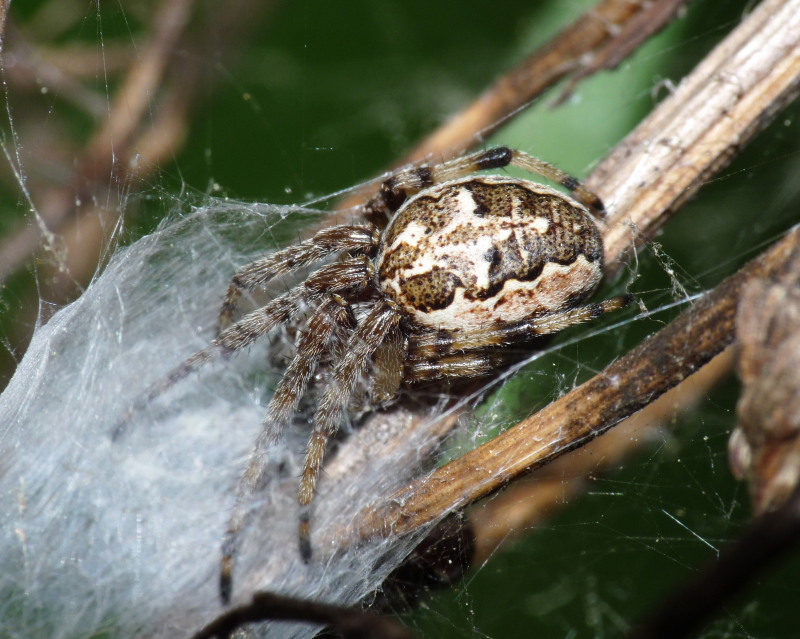 Larinioides sp.